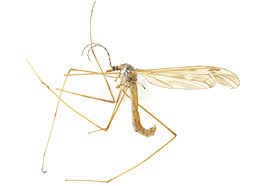 Attēlu rezultāti vaicājumam “Tipulidae”