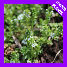 Attēlu rezultāti vaicājumam “Veronica serpyllifolia leaf”