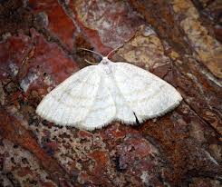 Attēlu rezultāti vaicājumam “Cabera pusaria”