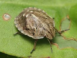 Attēlu rezultāti vaicājumam “Eurygaster testudinaria nymph”