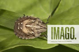 Attēlu rezultāti vaicājumam “Eurygaster testudinaria imago”