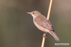 Image result for Acrocephalus aedon