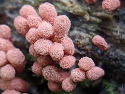 Attēlu rezultāti vaicājumam “Arcyria stipata spores”