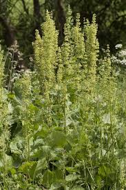 Attēlu rezultāti vaicājumam “Rumex confertus”