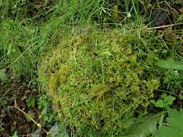 Attēlu rezultāti vaicājumam “Trichocolea tomentella sporophyte”