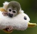 cute monkey and stuffed duck