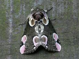 Attēlu rezultāti vaicājumam “Thyatira batis”