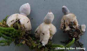 Attēlu rezultāti vaicājumam “Geastrum quadrifidum”