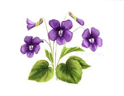 Image result for violet