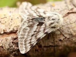 Attēlu rezultāti vaicājumam “Epirranthis diversata imago”