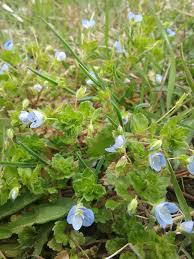 Attēlu rezultāti vaicājumam “Veronica persica flower”