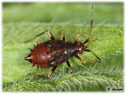 Attēlu rezultāti vaicājumam “Deraeocoris ruber”