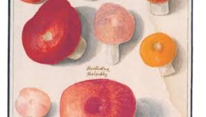 Attēlu rezultāti vaicājumam “Willkommlangea reticulata young”