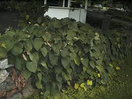 Attēlu rezultāti vaicājumam “Aristolochia durior”
