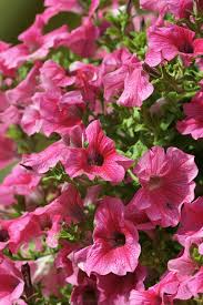 Image result for Petunia hybrida
