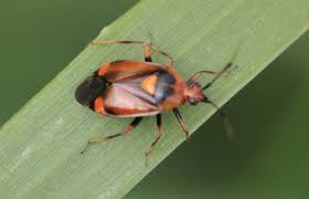 Attēlu rezultāti vaicājumam “Deraeocoris ruber”