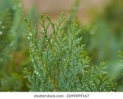 Attēlu rezultāti vaicājumam “Thuja plicata flower”