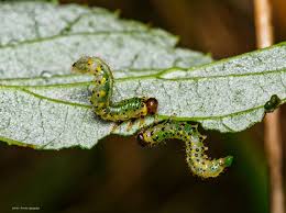 Attēlu rezultāti vaicājumam “Lebia chlorocephala”