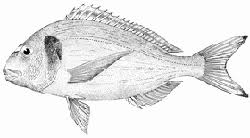 Image result for Sparus aurata