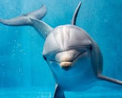 Afbeeldingsresultaat voor dolfijnen