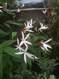 Attēlu rezultāti vaicājumam “Gillenia trifoliata flower”
