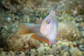 Image result for Xyrichtys novacula