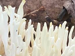 Attēlu rezultāti vaicājumam “Ramariopsis kunzei”