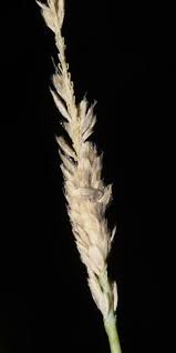 Attēlu rezultāti vaicājumam “Stemonitopsis aequalis (var. aequalis)”