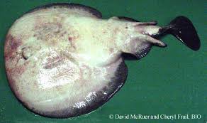 Image result for Torpedo torpedo