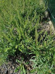 Attēlu rezultāti vaicājumam “Lepidium densiflorum flower”