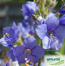 Attēlu rezultāti vaicājumam “Polemonium caeruleum fruit”