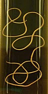 Attēlu rezultāti vaicājumam “Gordius aquaticus”