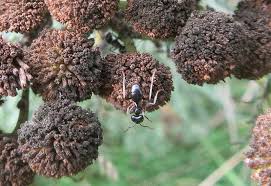 Attēlu rezultāti vaicājumam “Lasius fuliginosus”