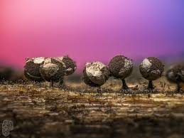 Attēlu rezultāti vaicājumam “Lamproderma violaceum spores”