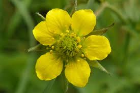 Attēlu rezultāti vaicājumam “Geum urbanum flower”