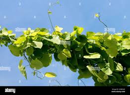 Attēlu rezultāti vaicājumam “Aristolochia durior”