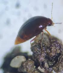 Attēlu rezultāti vaicājumam “Scaphisoma sp.”