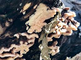 Attēlu rezultāti vaicājumam “Postia fragilis”