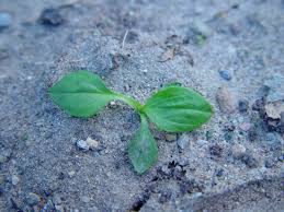 Attēlu rezultāti vaicājumam “Plantago media bud”
