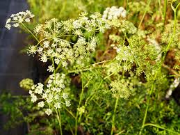 Attēlu rezultāti vaicājumam “Peucedanum oreoselinum flower”