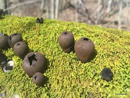 Attēlu rezultāti vaicājumam “Urnula craterium”