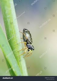Attēlu rezultāti vaicājumam “Heliophanus sp.”