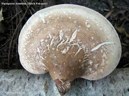 Attēlu rezultāti vaicājumam “Piptoporus betulinus”