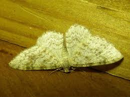 Attēlu rezultāti vaicājumam “Hydrelia sylvata”