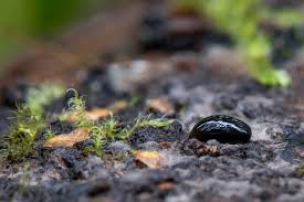 Attēlu rezultāti vaicājumam “Phronia sp.”