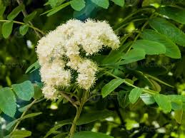 Attēlu rezultāti vaicājumam “Sorbus aucuparia flower”