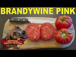 Afbeeldingsresultaat voor brandywine sudduth tomato