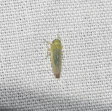 Attēlu rezultāti vaicājumam “Macrosteles sp.”