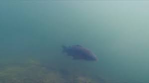 Image result for Vauxhall Angling Club