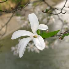 Attēlu rezultāti vaicājumam “Magnolia kobus flower”